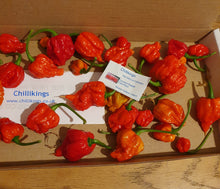 Load image into Gallery viewer, 50g Fresh, SMALL, Carolina Reaper Chillies!!! World&#39;s Hottest Chilli!!! Ready Now!!!
