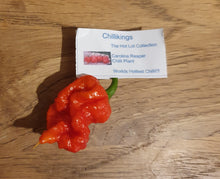 Load image into Gallery viewer, 100g Fresh, Small/medium, Carolina Reaper Chillies!!! World&#39;s Hottest Chilli!!! Ready Now!!!!
