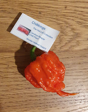 Load image into Gallery viewer, 100g Fresh, Small/medium, Carolina Reaper Chillies!!! World&#39;s Hottest Chilli!!! Ready Now!!!!
