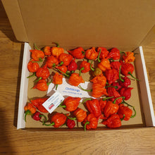 Load image into Gallery viewer, 100g Fresh, Small/medium, Carolina Reaper Chillies!!! World&#39;s Hottest Chilli!!! Ready Now!!!!
