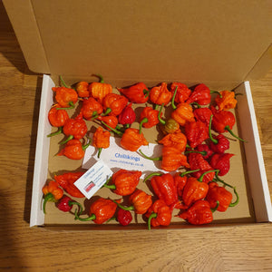 100g Fresh, Small/medium, Carolina Reaper Chillies!!! World's Hottest Chilli!!! Ready Now!!!!