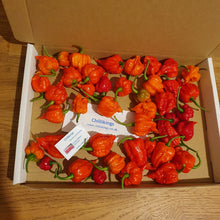 Load image into Gallery viewer, 100g Fresh, Small/medium, Carolina Reaper Chillies!!! World&#39;s Hottest Chilli!!! Ready Now!!!!
