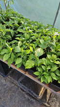 Load image into Gallery viewer, Any 2x Of Our Large Chilli Plants In 12cm Pots!!! Chillikings!!!
