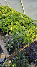 Load image into Gallery viewer, Any 2x Of Our Large Chilli Plants In 12cm Pots!!! Chillikings!!!
