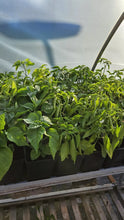 Load image into Gallery viewer, Any 2x Of Our Large Chilli Plants In 12cm Pots!!! Chillikings!!!
