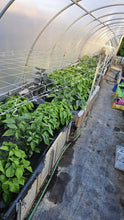 Load image into Gallery viewer, Any 2x Of Our Large Chilli Plants In 12cm Pots!!! Chillikings!!!
