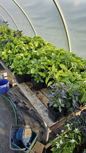 Load image into Gallery viewer, Any 2x Of Our Large Chilli Plants In 12cm Pots!!! Chillikings!!!
