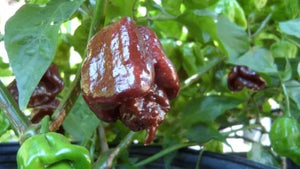 Trinidad Scorpion Butch T Chocolate Chilli, Superhot Chilli Grow Kit!!! 6 Seeds!!!