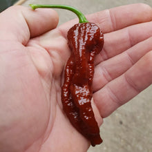 Load image into Gallery viewer, Brown Bhutlah, Superhot Chilli Grow kit!!! 6, Seeds!!!
