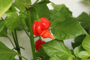 Trinidad Scorpion Butch T Red, Superhot Chilli Grow Kit!!! 6, Seeds!!!