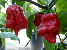 Load image into Gallery viewer, 7 Pot Jonah Chilli, Superhot Chilli Grow Kit!!! 6, Seeds!!!
