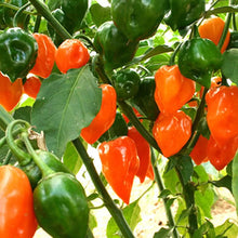 Load image into Gallery viewer, Orange Habanero Chilli, Chilli Grow Kit!!! 6, Seeds!!!
