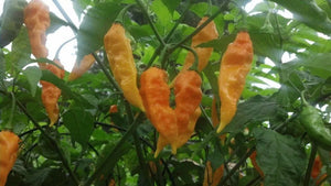 Yellow Ghost Naga Chilli, Superhot Chilli Grow Kit!!! 6, Seeds!!!