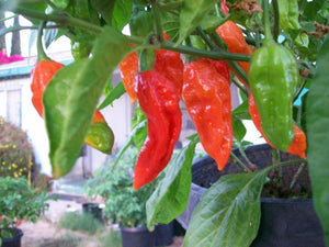 Red Ghost Naga Chilli! Superhot Chilli Grow Kit!!! 6 Seeds!!!