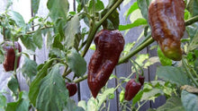 Load image into Gallery viewer, Chocolate Ghost Naga Chilli, Superhot Chilli Grow Kit!!! 6, Seeds!!!
