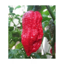 Load image into Gallery viewer, Trinidad 7 Pot Barrackpore Superhot Chilli Grow Kit!!! 6, Seeds!!!
