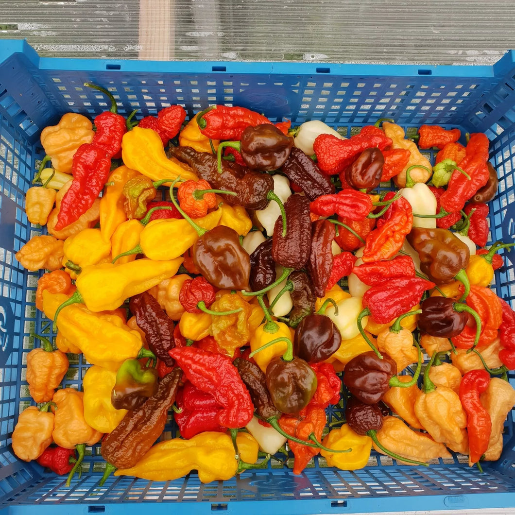 500g, Fresh, Rare, Superhot Chillies!! World's Hottest Strains!!!