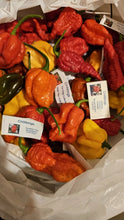 Load image into Gallery viewer, 500g, Fresh, Rare, Superhot Chillies!! World&#39;s Hottest Strains!!!
