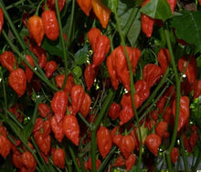 Load image into Gallery viewer, 3x Jar&#39;s Pickled, Whole, Red Ghost Naga Chillies!!! 190ml Jar&#39;s!!!
