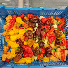 Load image into Gallery viewer, 1x Box 15x Fresh, Large, Mixed Chillies!!! World&#39;s Hottest Strains!!!
