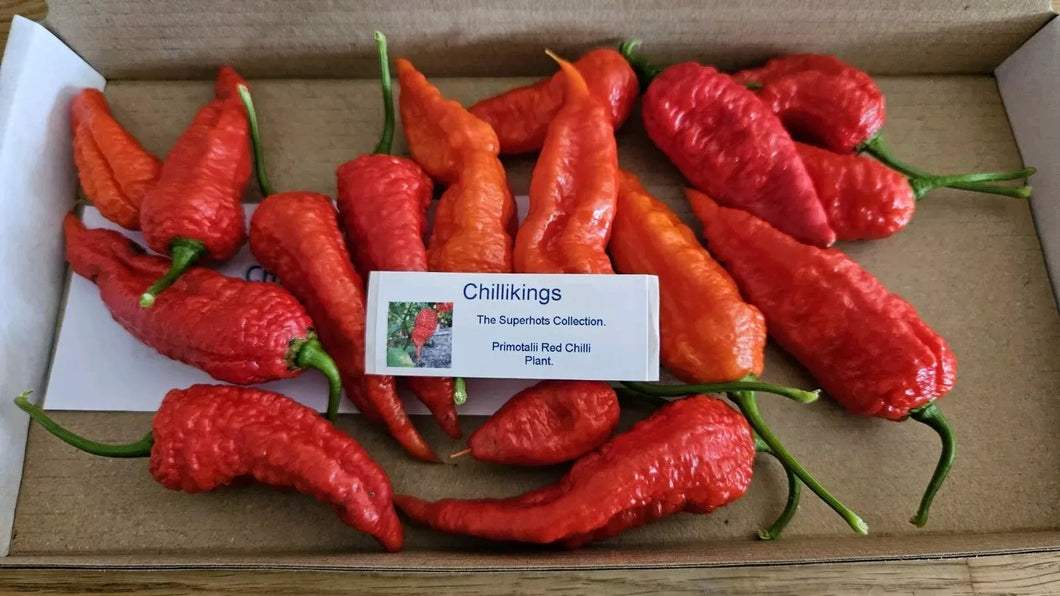 60g, Fresh, Primotalii Red Superhot Chillies!!!