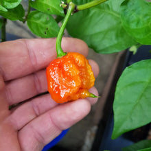 Load image into Gallery viewer, 1x Box 15x Fresh Large Carolina Reaper Chillies!!! World&#39;s Hottest!!!
