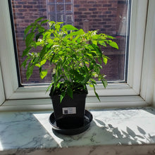 Load image into Gallery viewer, 2x Large Basket of Fire Chilli Plants In 12cm Pots With Drip trays!!!
