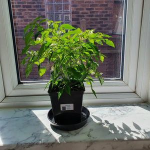 2x Large Basket of Fire Chilli Plants In 12cm Pots With Drip trays!!!