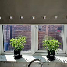 Load image into Gallery viewer, 2x Large Basket of Fire Chilli Plants In 12cm Pots With Drip trays!!!
