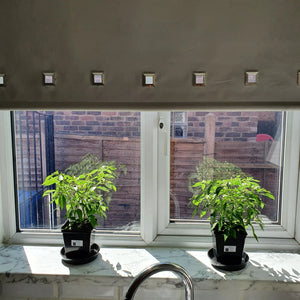 2x Large Basket of Fire Chilli Plants In 12cm Pots With Drip trays!!!