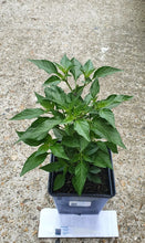 Load image into Gallery viewer, 2x Large Basket of Fire Chilli Plants In 12cm Pots With Drip trays!!!
