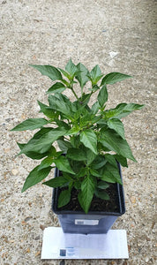 2x Large Basket of Fire Chilli Plants In 12cm Pots With Drip trays!!!