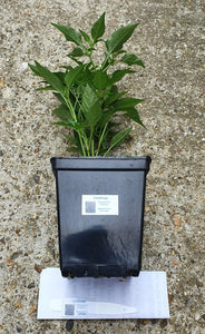 2x Large Basket of Fire Chilli Plants In 12cm Pots With Drip trays!!!