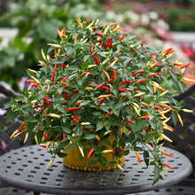 Load image into Gallery viewer, 2x Large Basket of Fire Chilli Plants In 12cm Pots With Drip trays!!!
