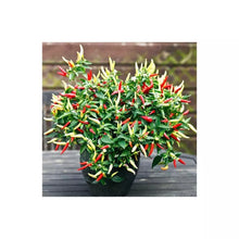 Load image into Gallery viewer, 2x Large Basket of Fire Chilli Plants In 12cm Pots With Drip trays!!!
