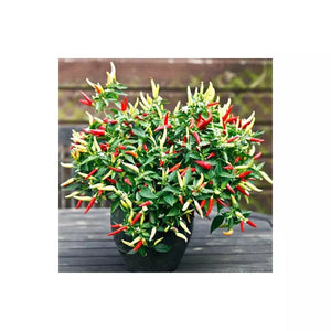 2x Large Basket of Fire Chilli Plants In 12cm Pots With Drip trays!!!