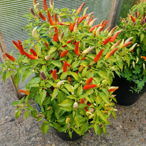 2x Large Basket of Fire Chilli Plants In 12cm Pots With Drip trays!!!