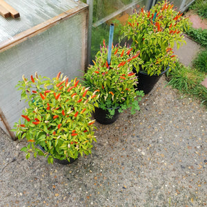 2x Large Basket of Fire Chilli Plants In 12cm Pots With Drip trays!!!