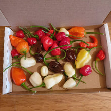 Load image into Gallery viewer, 60g Fresh, Rare, SMALL, Superhot Chillies!!! World&#39;s Hottest Strains!!!
