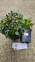 Load image into Gallery viewer, SALE!!! 2x Large Bolivian Rainbow Chilli Plants In 12cm Pots!!!
