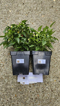 Load image into Gallery viewer, SALE!!! 2x Large Bolivian Rainbow Chilli Plants In 12cm Pots!!!
