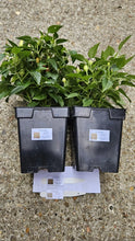 Load image into Gallery viewer, SALE!!! 2x Large Bolivian Rainbow Chilli Plants In 12cm Pots!!!
