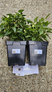 SALE!!! 2x Large Bolivian Rainbow Chilli Plants In 12cm Pots!!!