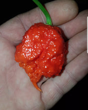 Load image into Gallery viewer, 1x Box 15x Fresh Large Carolina Reaper Chillies!!! World&#39;s Hottest!!!
