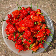 Load image into Gallery viewer, 1x Box 15x Fresh Large Carolina Reaper Chillies!!! World&#39;s Hottest!!!
