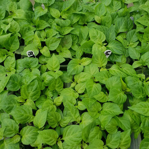 9x Hot Chilli Plug Plants From Chillikings!!! Our Windowsill Batch!!!