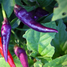 Load image into Gallery viewer, Purple Cayenne Chilli, Chilli Grow Kit!!! 6, Seeds!!!
