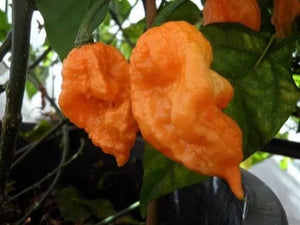 Orange Ghost Naga Chilli, Superhot Chilli Grow Kit!!! 6, Seeds!!!