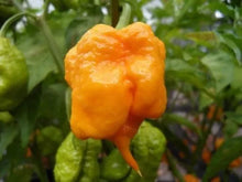 Load image into Gallery viewer, Yellow 7 Pot Chilli, Superhot Chilli Grow Kit!!! 6, Seeds!!!
