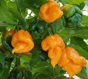 Trinidad Scorpion Butch T Yellow Chilli, Superhot Chilli Growing Kit!!! 6, Seeds!!!